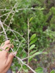 Condalia hookeri