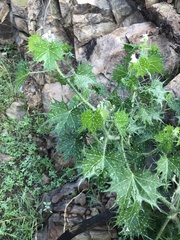 Cnidoscolus angustidens