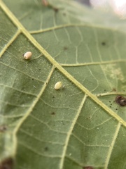 Caryomyia urnula