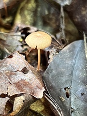 Collybiopsis biformis