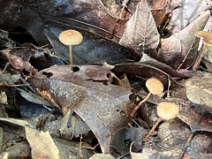 Collybiopsis biformis