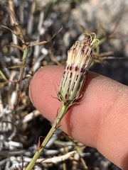 Adenophyllum cooperi