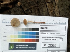 Collybiopsis biformis