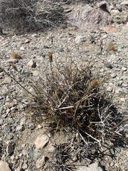 Adenophyllum cooperi