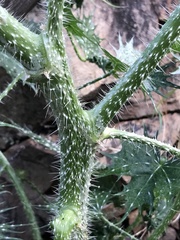 Cnidoscolus angustidens