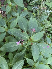 Impatiens devolii