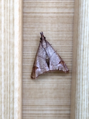 Eulophopalpia pauperalis