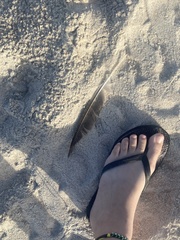 Leucophaeus atricilla