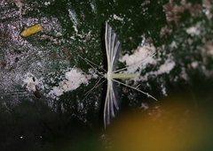 Stenodacma pyrrhodes