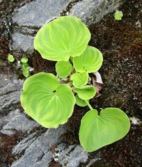 Parnassia asarifolia