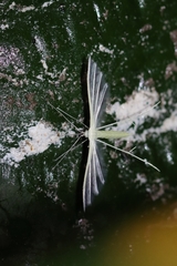 Stenodacma pyrrhodes