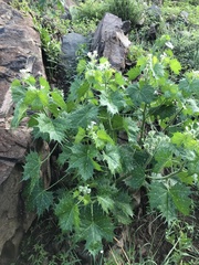 Cnidoscolus angustidens