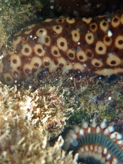 Holothuria sanctori