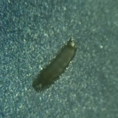 Clinodiplosis comitis