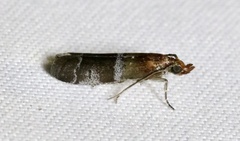 Moodna pallidostrinella