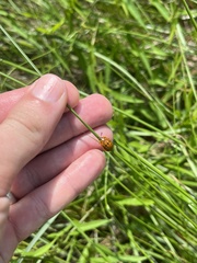 Chelymorpha cassidea
