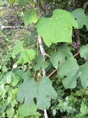 Vitis palmata