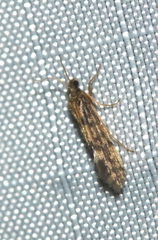 Agraylea