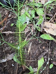 Araucaria cunninghamii
