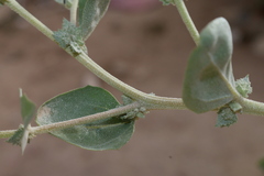 Atriplex rosea