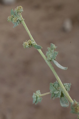 Atriplex rosea