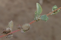 Atriplex rosea
