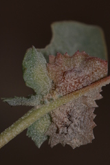 Atriplex rosea