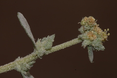 Atriplex rosea