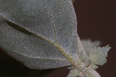 Atriplex rosea
