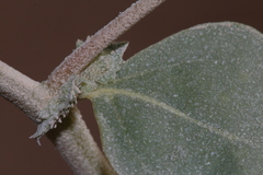 Atriplex rosea