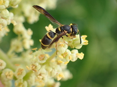 Parancistrocerus perennis