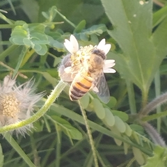Apis mellifera
