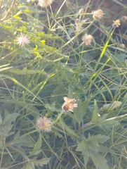 Apis mellifera