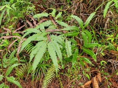 Gleichenella pectinata