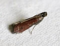 Varneria postremella