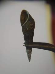 Melanoides tuberculata