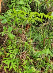 Gleichenella pectinata