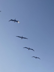 Pelecanus occidentalis