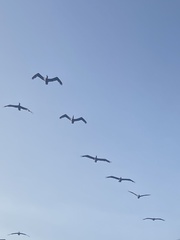 Pelecanus occidentalis