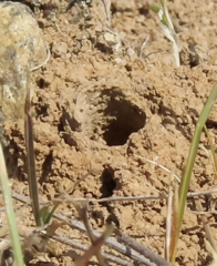 Melissodes microstictus