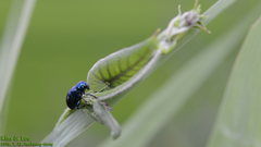 Chrysochus chinensis