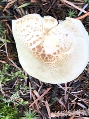Tricholoma smithii