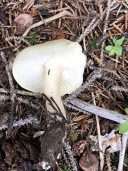 Tricholoma smithii