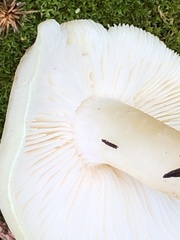 Tricholoma smithii