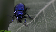 Chrysochus chinensis