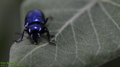 Chrysochus chinensis