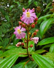 Miconia conocuatrecasasii