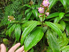 Miconia conocuatrecasasii