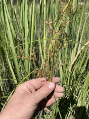 Juncus oxymeris