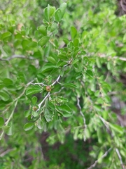 Condalia hookeri